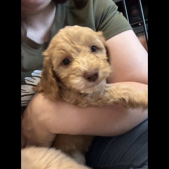 Cockapoo - Both