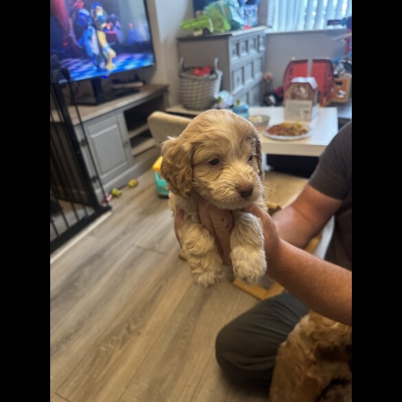 Cockapoo - Both
