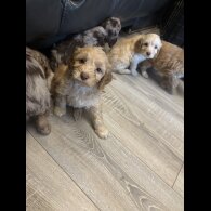 Cockapoo - Both