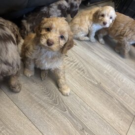 Cockapoo - Both