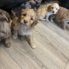 Cockapoo - Both