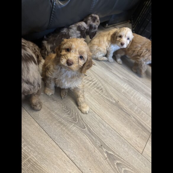 Cockapoo - Both