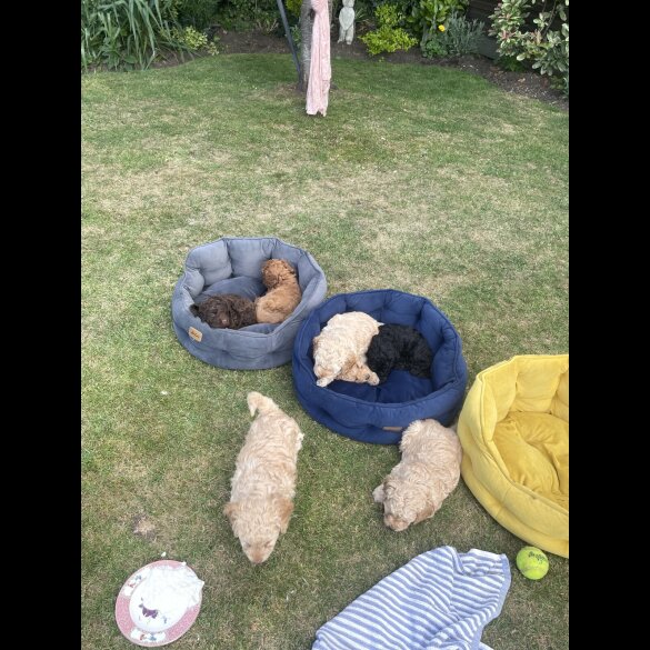 Cockapoo - Both