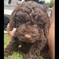Cockapoo - Both