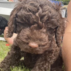 Cockapoo - Both