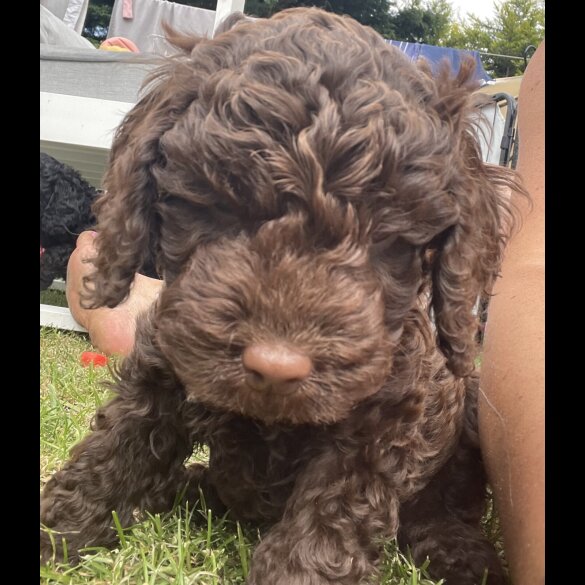 Cockapoo - Both