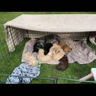 Cockapoo - Both