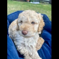 Cockapoo - Both