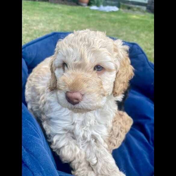 Cockapoo - Both