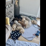 Cockapoo - Both
