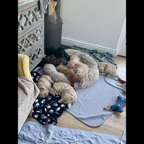 Cockapoo - Both
