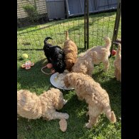 Cockapoo - Both