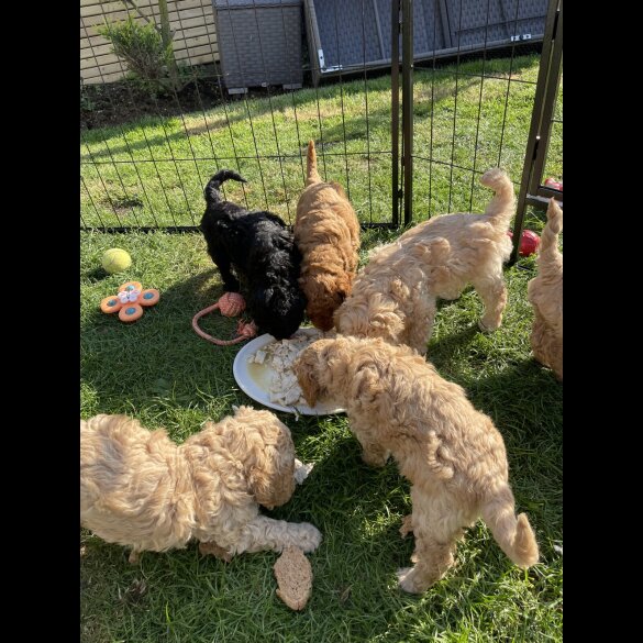 Cockapoo - Both