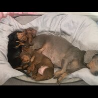 Dachshund (Standard &amp; Miniature) - Both