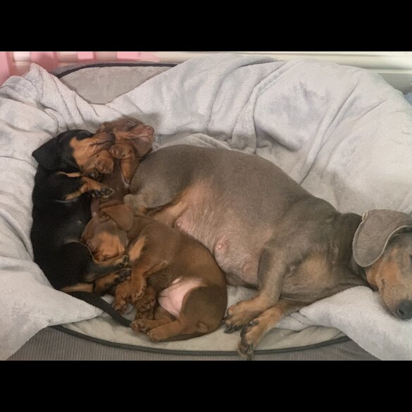 Dachshund (Standard &amp; Miniature) - Both