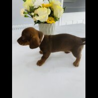 Dachshund (Standard &amp; Miniature) - Both