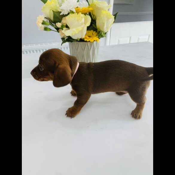 Dachshund (Standard &amp; Miniature) - Both