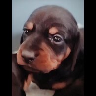 Dachshund (Standard &amp; Miniature) - Both