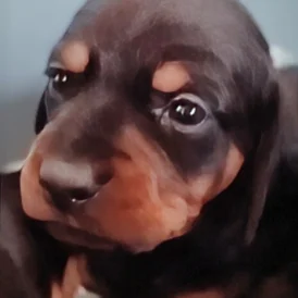 Dachshund (Standard &amp; Miniature) - Both