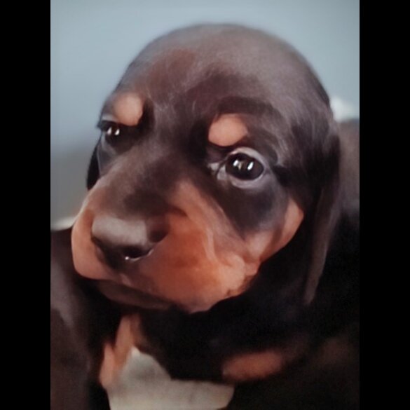 Dachshund (Standard &amp; Miniature) - Both