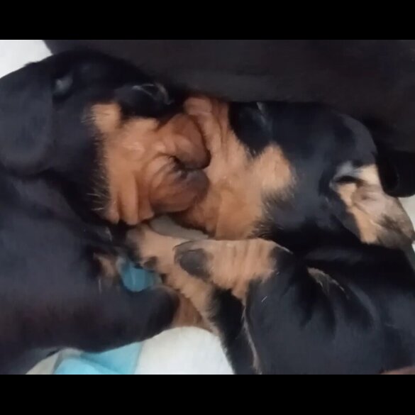 Dachshund (Standard &amp; Miniature) - Both