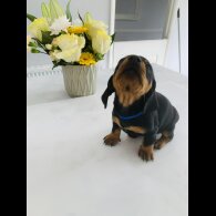 Dachshund (Standard &amp; Miniature) - Both