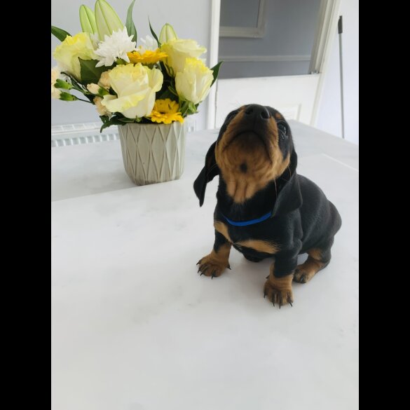 Dachshund (Standard &amp; Miniature) - Both