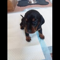 Dachshund (Standard &amp; Miniature) - Both