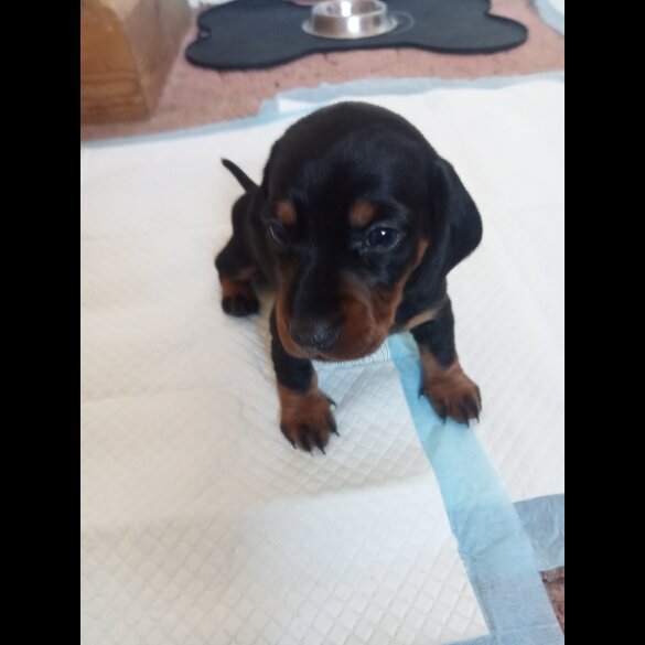 Dachshund (Standard &amp; Miniature) - Both