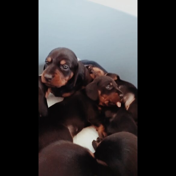 Dachshund (Standard &amp; Miniature) - Both