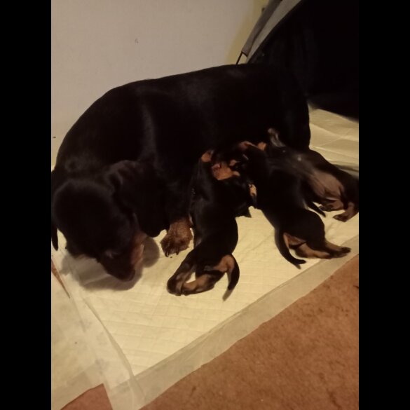 Dachshund (Standard &amp; Miniature) - Both