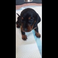 Dachshund (Standard &amp; Miniature) - Both