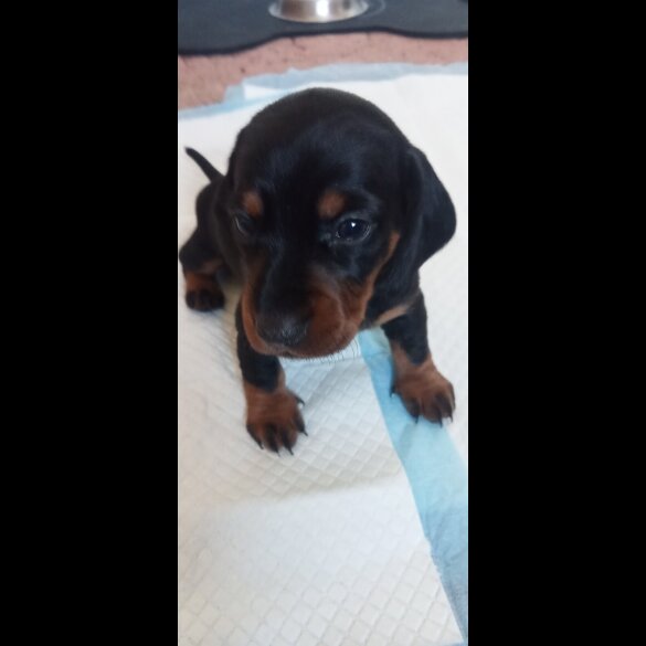 Dachshund (Standard &amp; Miniature) - Both