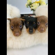 Dachshund (Standard &amp; Miniature) - Both