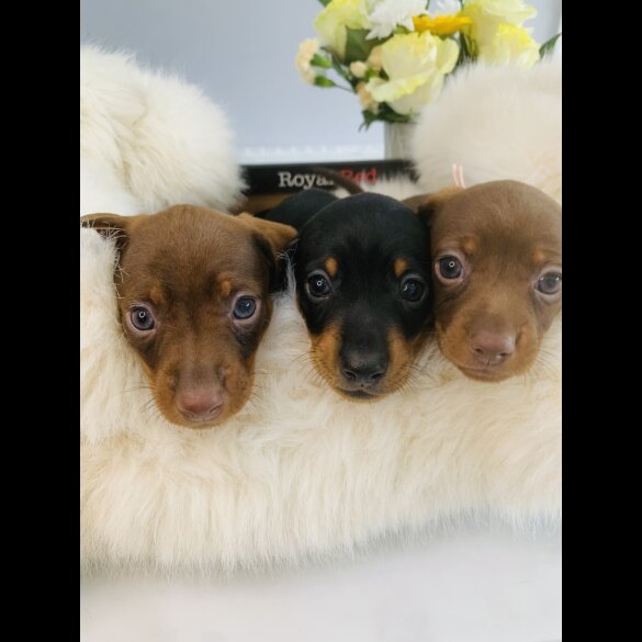Dachshund (Standard &amp; Miniature) - Both