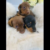 Dachshund (Standard &amp; Miniature) - Both