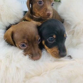 Dachshund (Standard &amp; Miniature) - Both