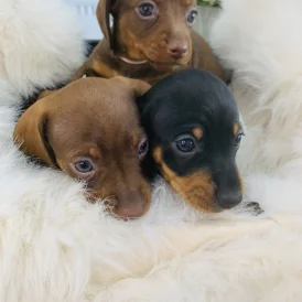 Dachshund (Standard &amp; Miniature) - Both
