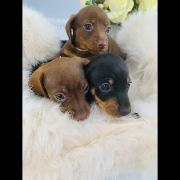 Dachshund (Standard &amp; Miniature) - Both