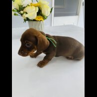 Dachshund (Standard &amp; Miniature) - Both