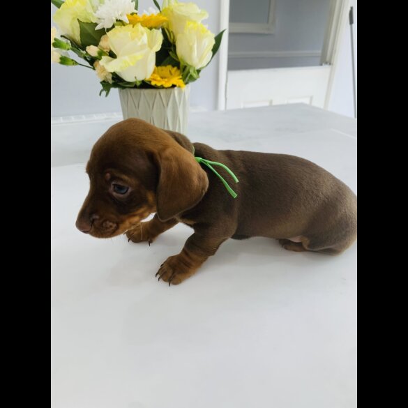 Dachshund (Standard &amp; Miniature) - Both