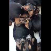 Dachshund (Standard &amp; Miniature) - Both