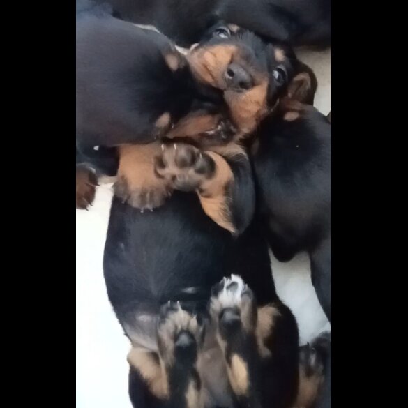 Dachshund (Standard &amp; Miniature) - Both