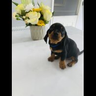 Dachshund (Standard &amp; Miniature) - Both