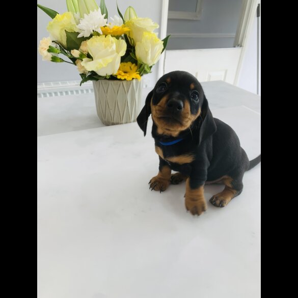 Dachshund (Standard &amp; Miniature) - Both