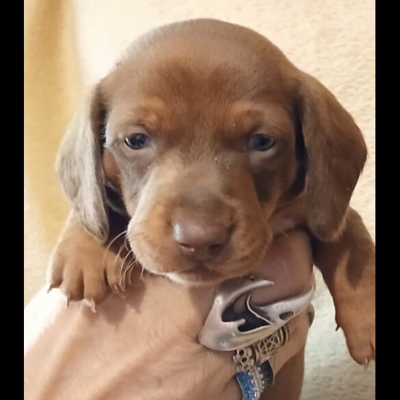 Dachshund (Standard &amp; Miniature) - Both