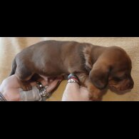 Dachshund (Standard &amp; Miniature) - Both