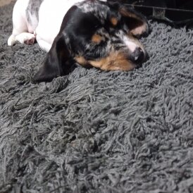 Dachshund (Standard &amp; Miniature) - Bitches