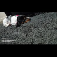 Dachshund (Standard &amp; Miniature) - Bitches