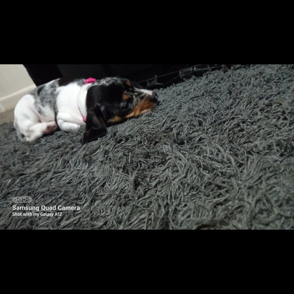 Dachshund (Standard &amp; Miniature) - Bitches